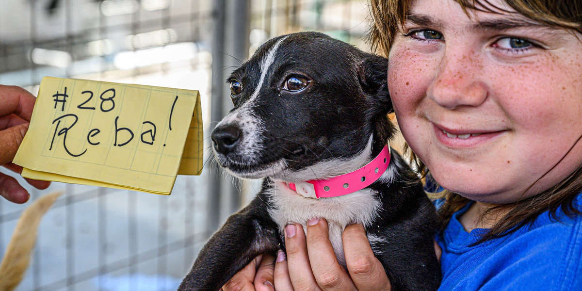Adopt A Dog From Mexico , Mutt Scouts — Los Angeles Dog Rescue – WEPAHC