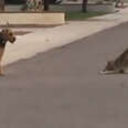 Dog And Coyote Become The Best Of Friends