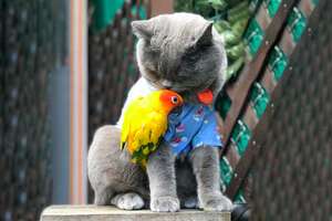 Parrot Insists On Coming Along On Cat’s Adventures 