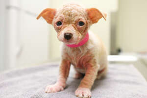 1 pound puppy hot sale