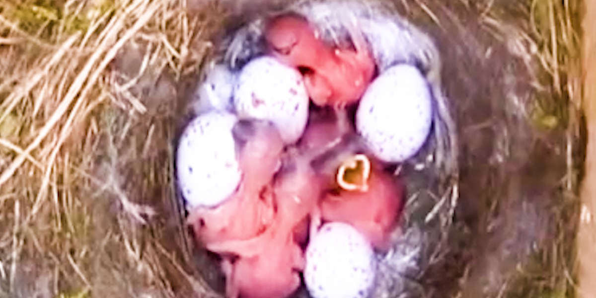 These Eggs Are The Size Of A Quarter And About To Hatch - Videos - The Dodo