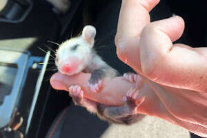 Tiniest Baby Possum Has The Most Perfect Little Hands