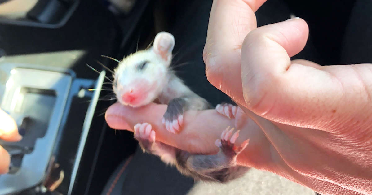 Tiniest Baby Possum Has The Most Perfect Little Hands - Videos - The Dodo