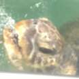 Giant Sea Turtle Gets Rescued From Crab Pot