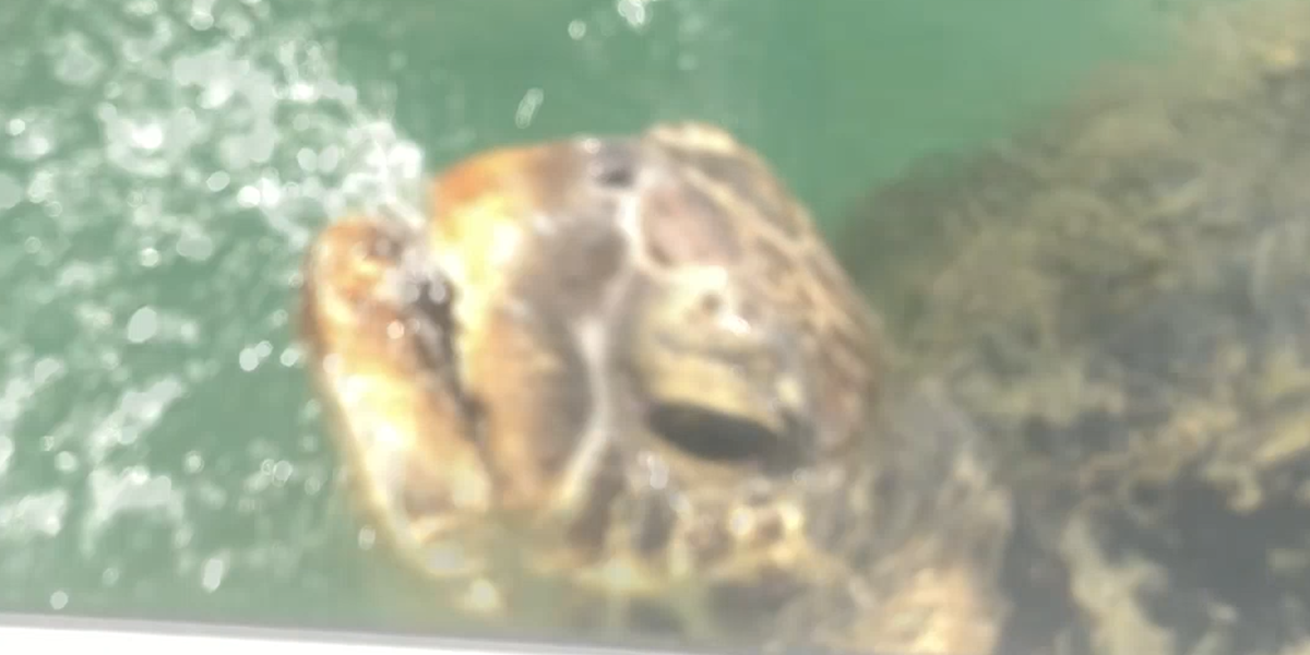 Giant Sea Turtle Gets Rescued From Crab Pot Videos The Dodo