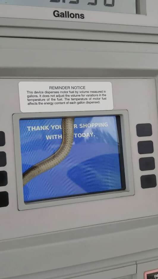 Snake Gets Stuck Inside Gas Station Pump Screen - The Dodo