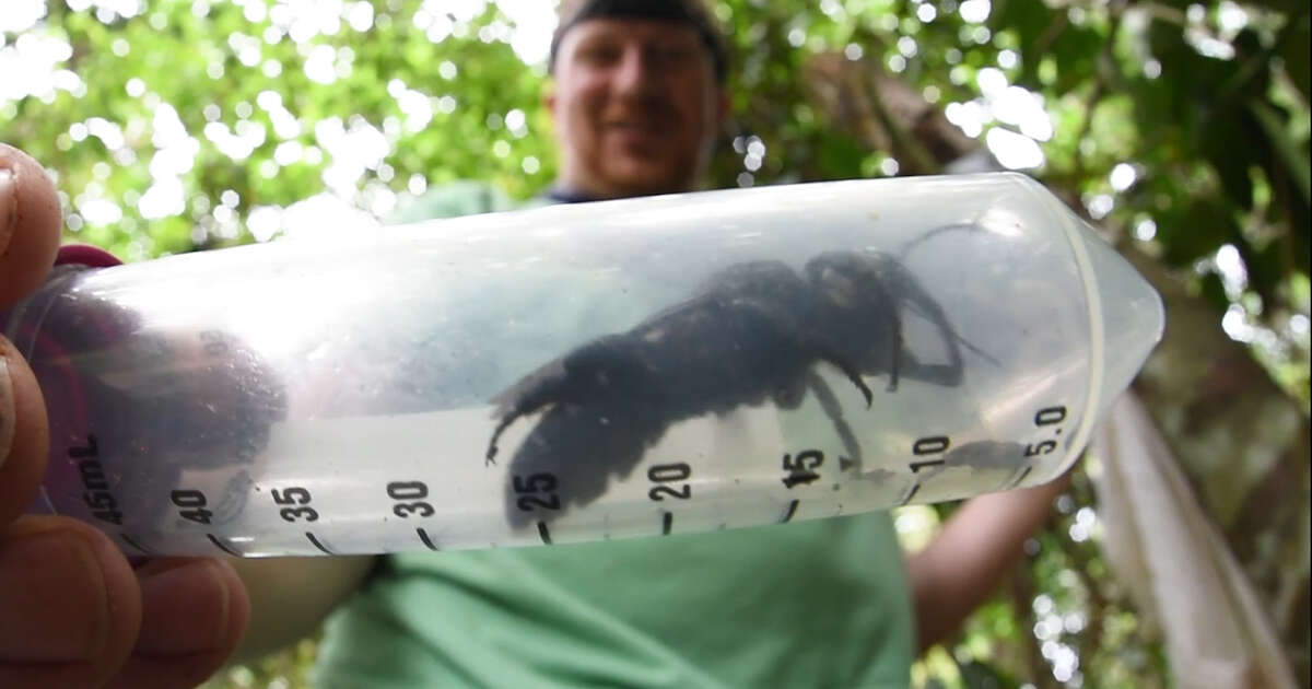 World’s Largest Bee Is Seen For The First Time In 40 Years Videos