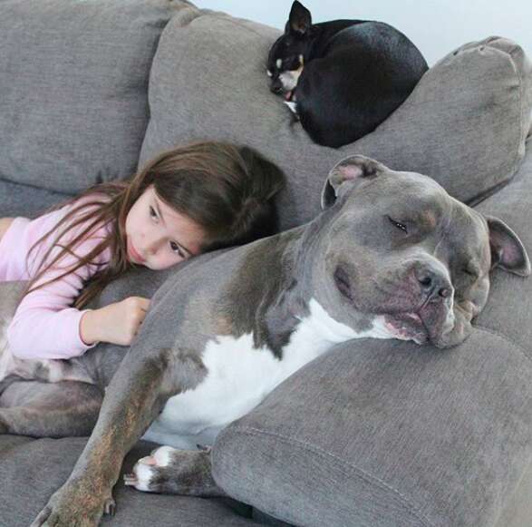 Scarlett naps with her pit bull Lebowski