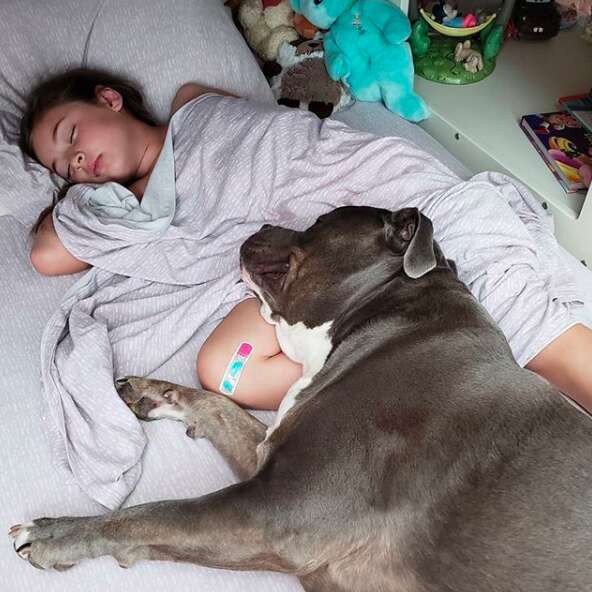 Pit bull won't sleep without his girl