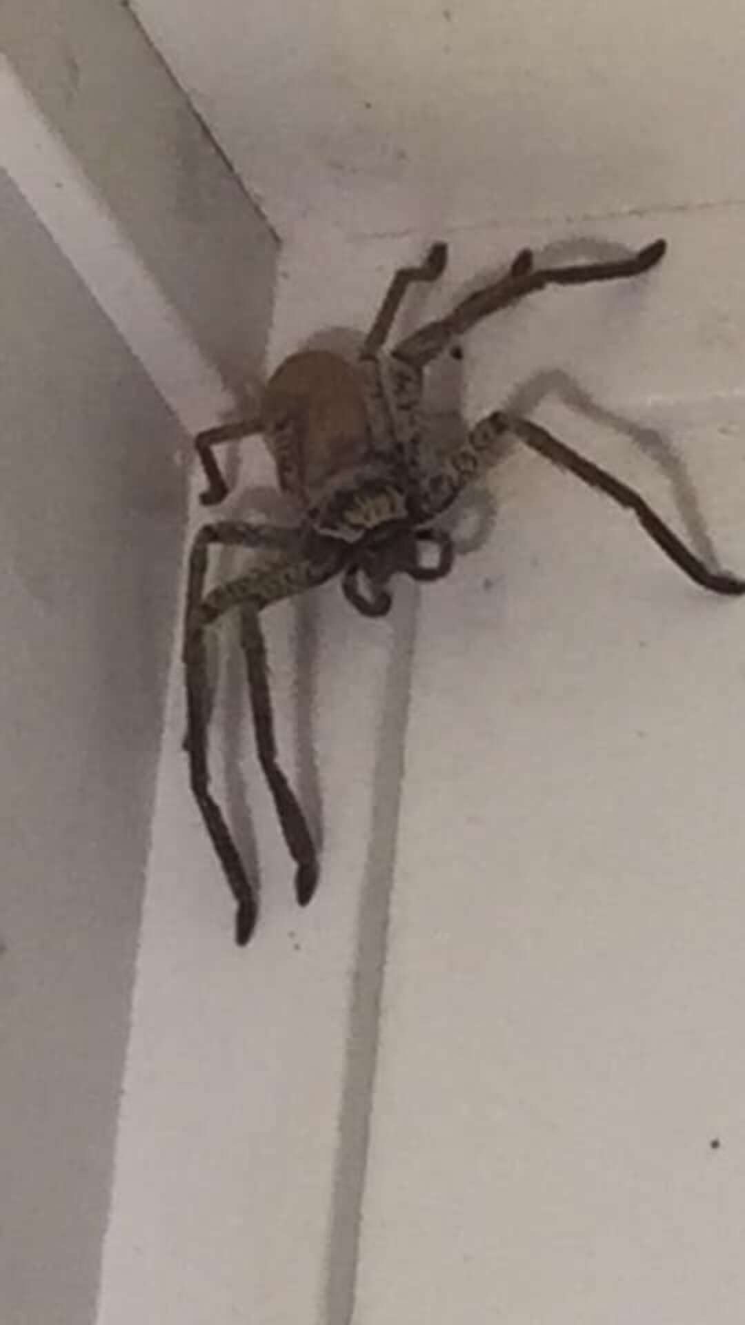 Woman Finds Huge Huntsman Spider In House The Dodo