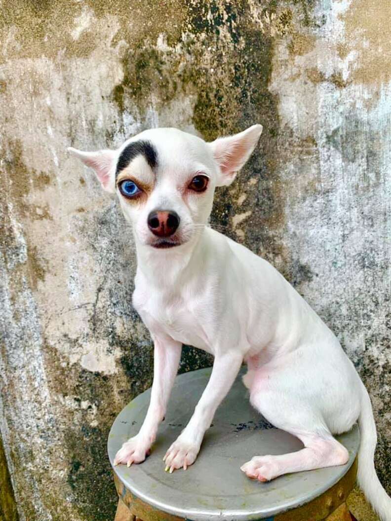 White chihuahua hot sale blue eyes