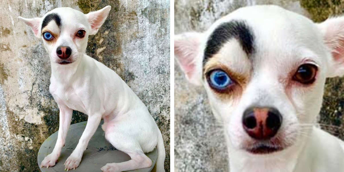 People Just Can T Get Enough Of This Adorably Unique Looking Dog The Dodo