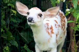White Baby Deer Grows Up And Runs Back To The Wild