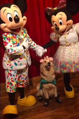Nala the service dog with Mickey Mouse