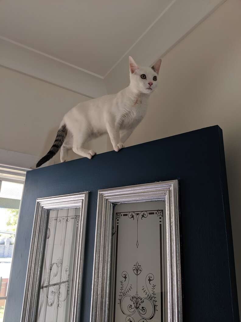 kitten paints house