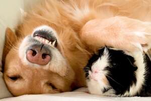 Guinea Pig Won't Leave His Dog Best Friend's Side