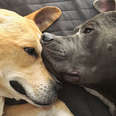 These 2 Rescue Pitties Were The Missing Pieces To Each Other's Puzzles