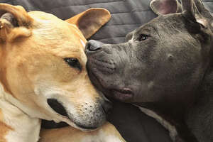 These 2 Rescue Pitties Were The Missing Pieces To Each Other's Puzzles