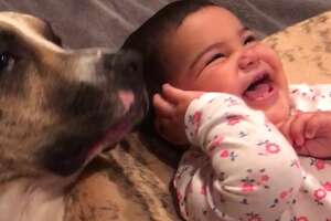 Little Girl Grows Up With Pit Bull In Sweetest Time Lapse