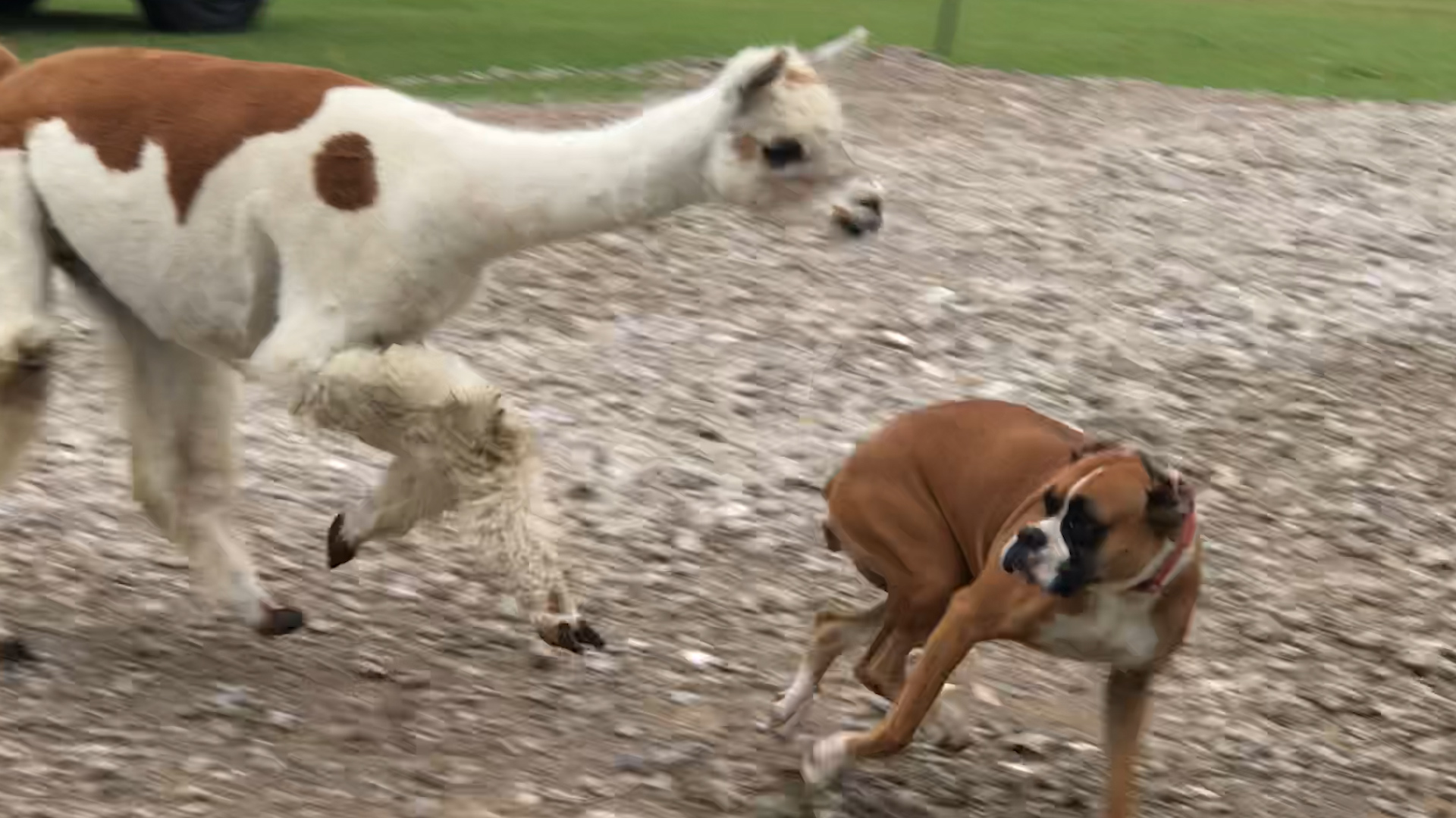 alpaca herding dogs