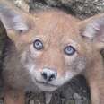 Guys Rush To Free Baby Coyote From Collapsed Den