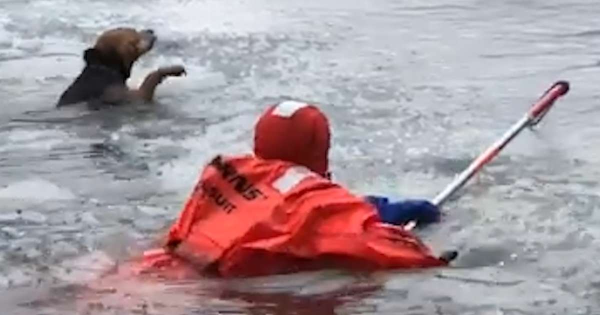 Firefighters Saving Animals - Videos - The Dodo