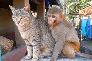 Wild Monkey Can't Stop Visiting Her Cat Best Friend