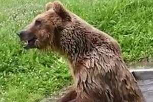 Bear Rescued From Tiny Cage Has The Best Reaction To Freedom