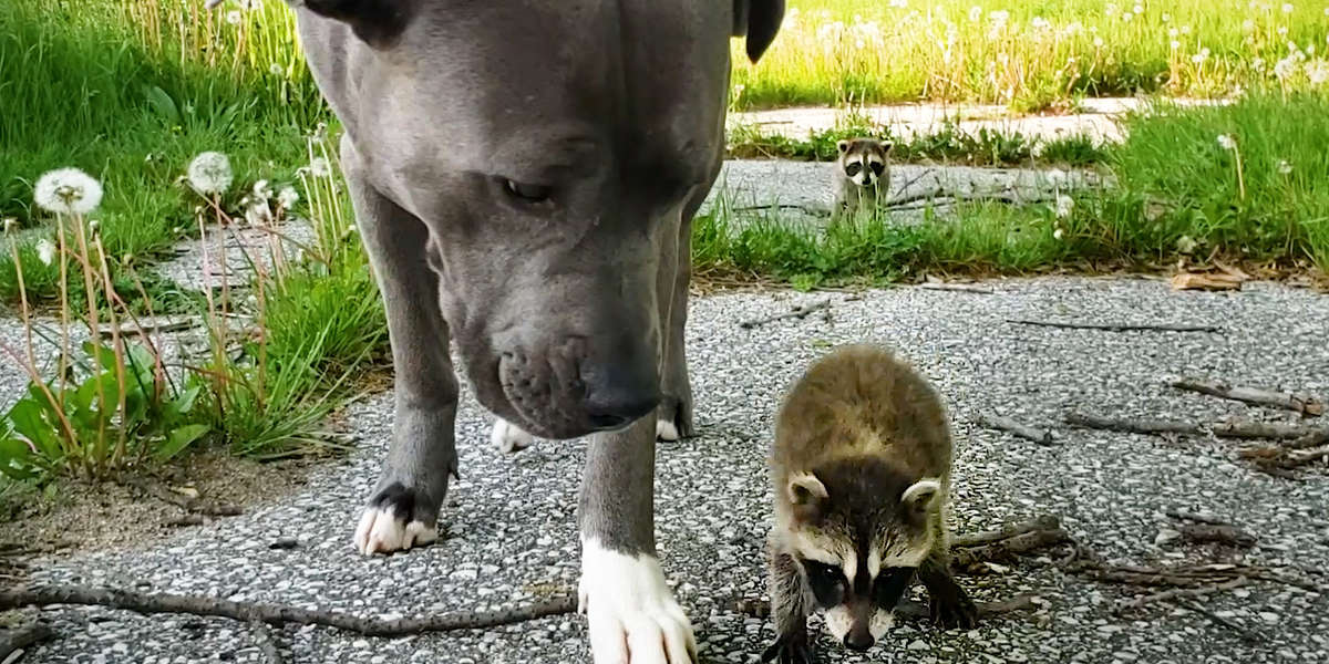 Adorable Baby Raccoons Are Learning To Be Wild Again - Videos - The Dodo