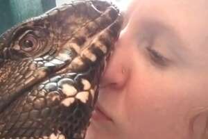 Giant Lizard And His Mom Have The Sweetest Bond