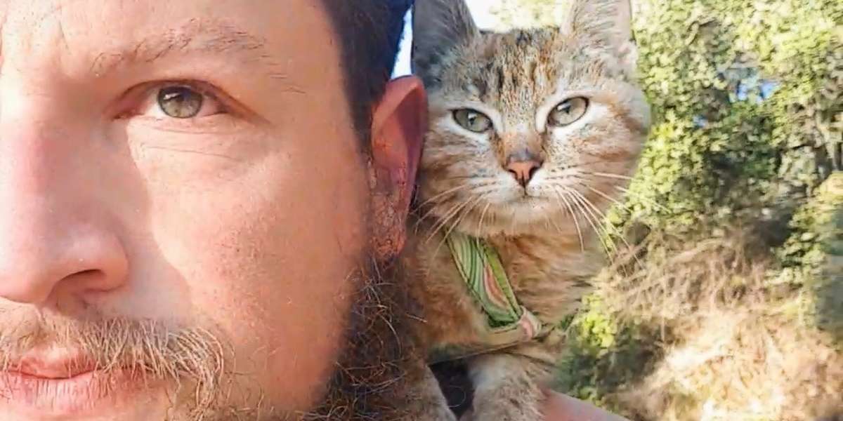 Guy Biking Across The World Picks Up A Stray Kitten - Videos - The Dodo