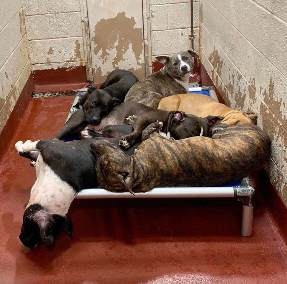 Dogs in an overcrowded shelter in Georgia