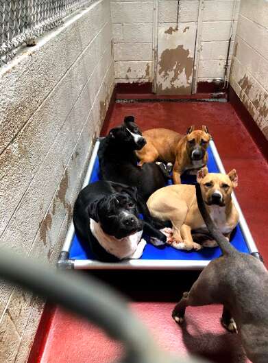 Dogs snooze in overcrowded kennel