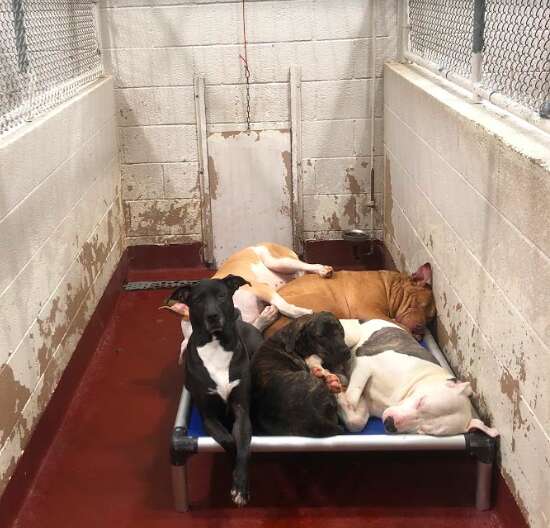 A crowded kennel with numerous dogs