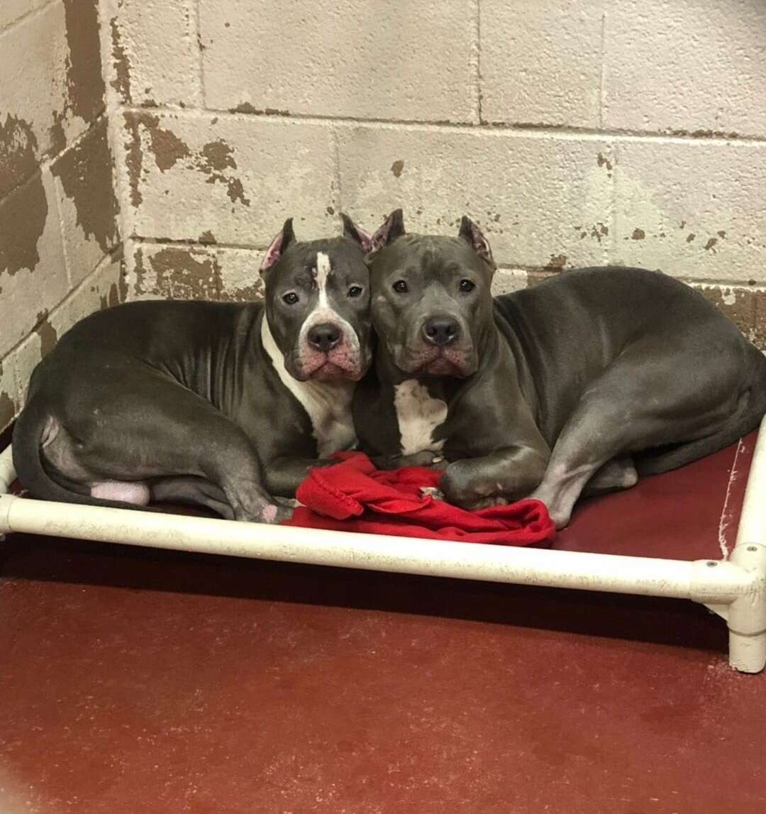 Bonded dogs at Fulton County Animal Services