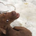 Puppy Found Abandoned In The Snow Is So Different Now