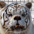 The Sad Truth Behind White Tigers