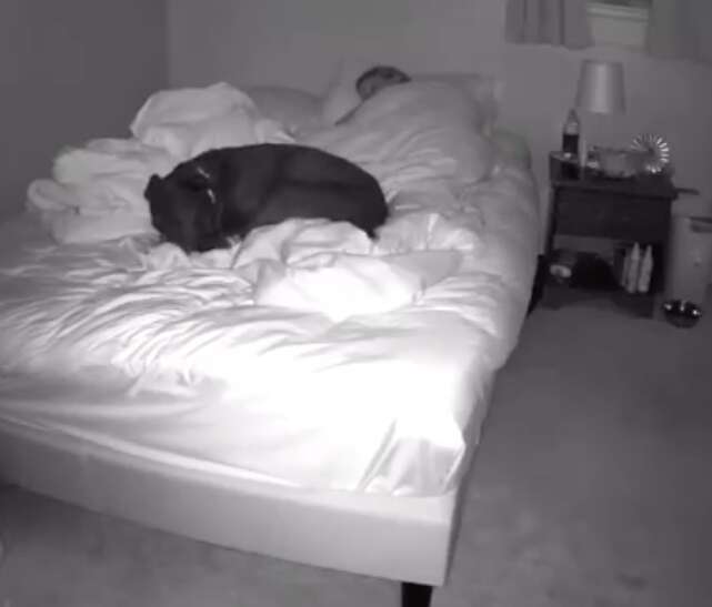 Woman films herself sharing a bed with her dog