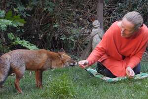 Wild Fox Keeps Visiting Her Favorite Person
