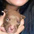 This Pittie Puppy Was The Runt Of The Litter