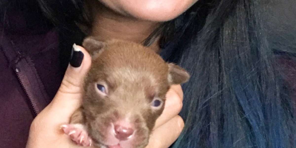 This Pittie Puppy Was The Runt Of The Litter - Videos - The Dodo