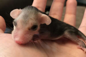 Tiniest Pink Baby Grows Up To Be Adorably Ferocious