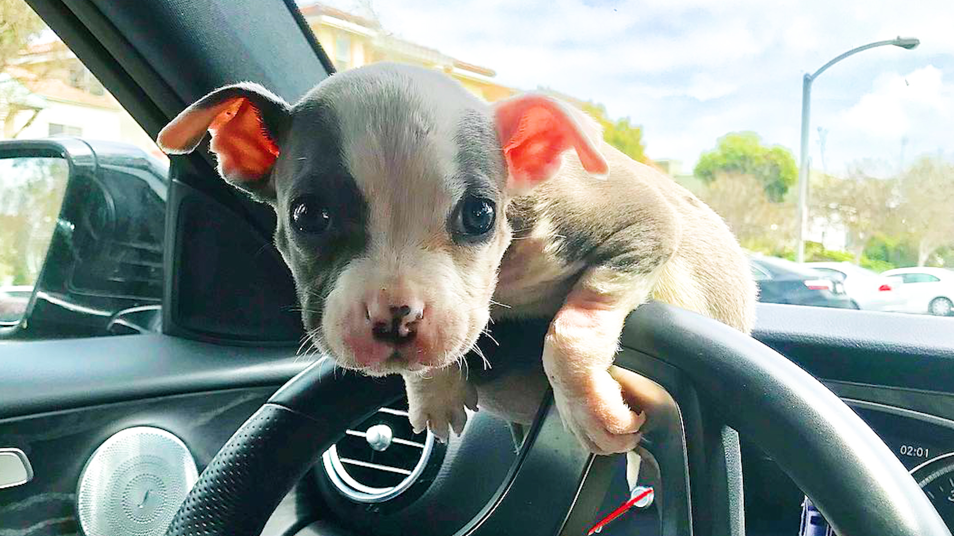 Tiniest Cutest Puppy Grows Up To Be So Handsome Videos The Dodo