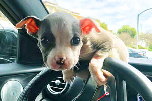 Tiniest, Cutest Puppy Grows Up To Be SO Handsome 