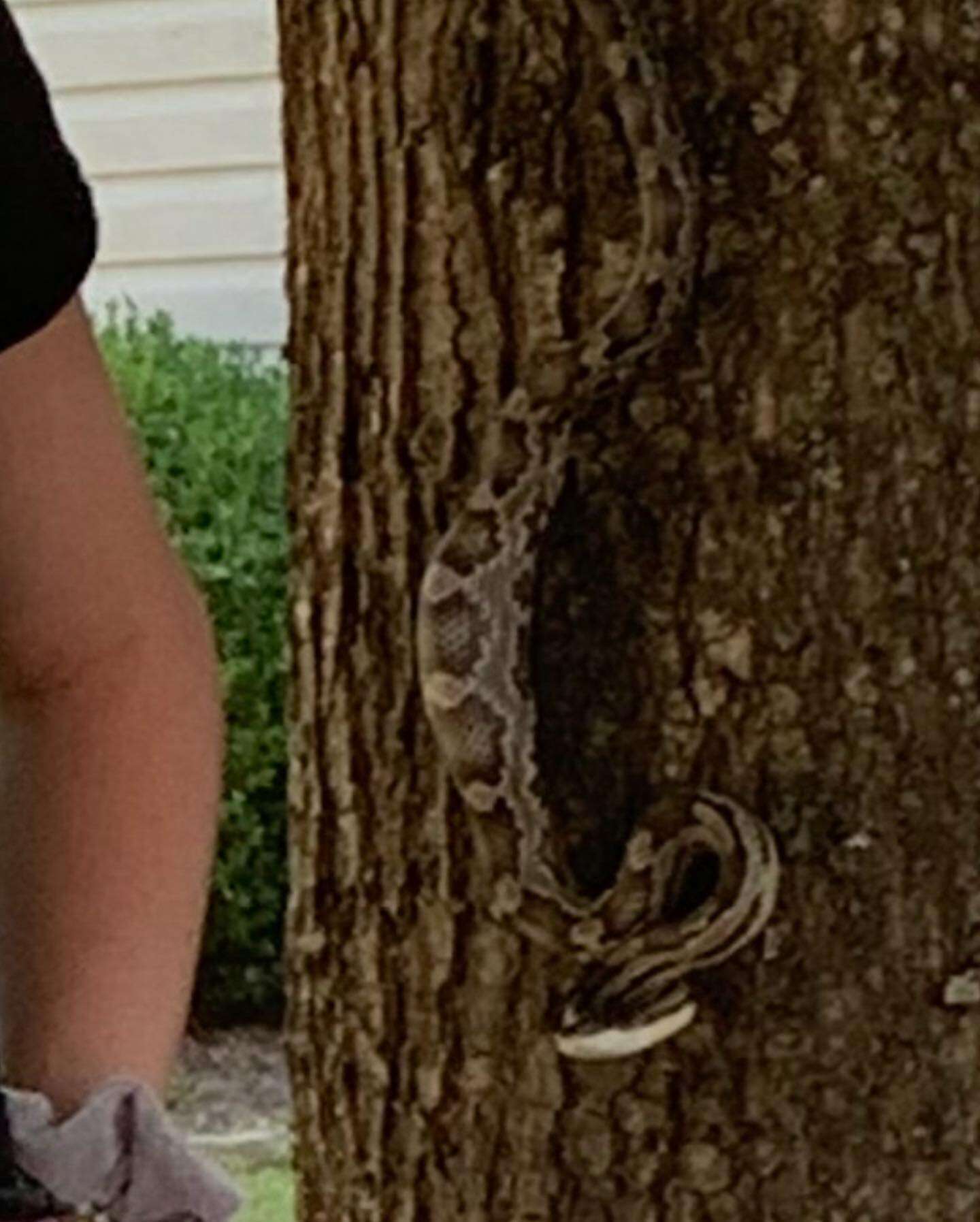 snake photobomb