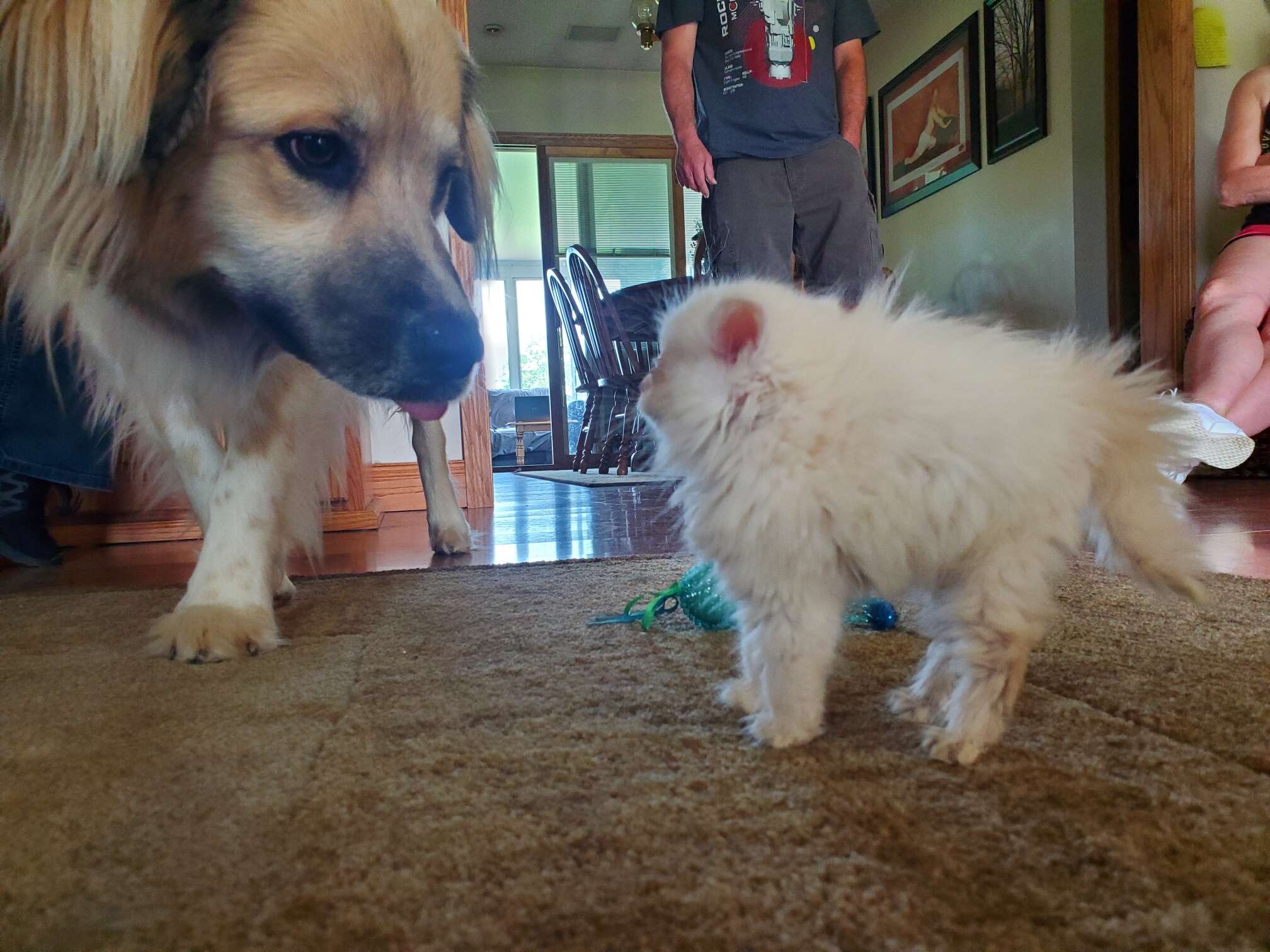 Nimbus The Kitten Proves How Brave She Is Meeting New Animals