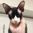 This Hairless Cat Will Haunt Your Dreams