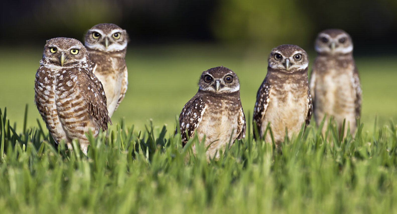 Watch These Little Owls Discover A Hidden Camera Outside Their Den