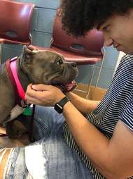 pit bull meets brother