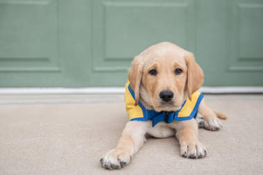 Elijah the service dog as a puppy